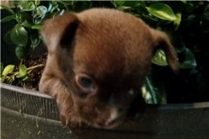 Wonka - Chihuahua for sale