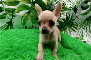 Octavia - Chihuahua for sale