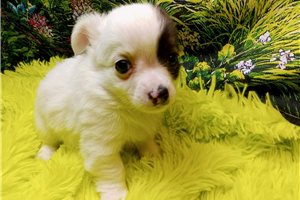 Bradley - Chihuahua for sale
