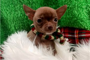 Lawson - puppy for sale