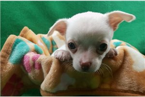 Percy - Chihuahua for sale