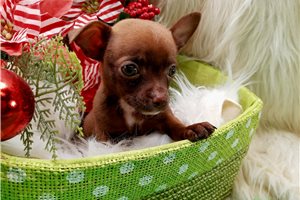 Leon - puppy for sale