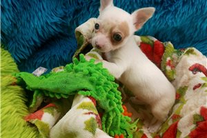 Axel - Chihuahua for sale