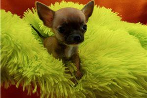 Jessica - puppy for sale