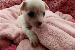 Penny - Chihuahua for sale