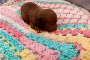 Mariah - puppy for sale