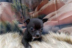 Mateo - Chihuahua for sale