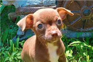 Cali - Chihuahua for sale