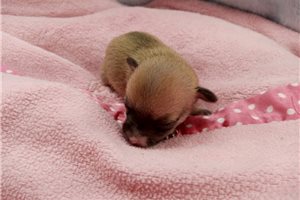 Margot - Chihuahua for sale