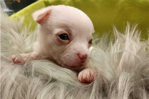 Percy - Chihuahua for sale