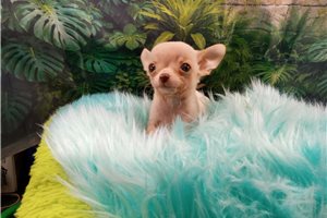 Tator - Chihuahua for sale