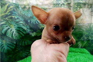 David - Chihuahua for sale