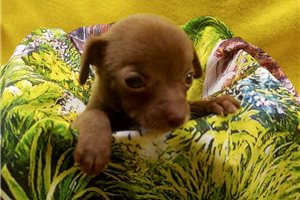 Mariah - Chihuahua for sale