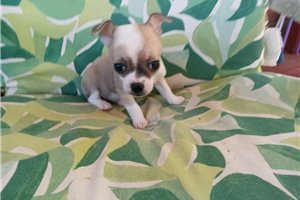 Lucky - Chihuahua for sale