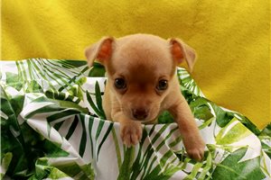 Gerry - Chihuahua for sale