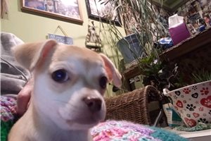 Natalie - Chihuahua for sale