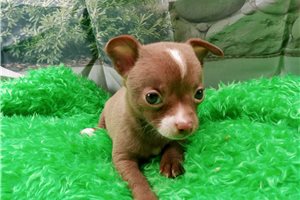 Maurice - Chihuahua for sale