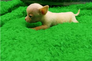 Tator - Chihuahua for sale
