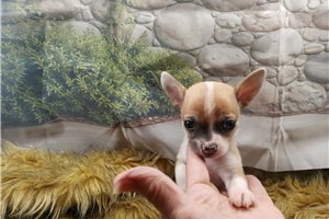 Jessica - Chihuahua for sale
