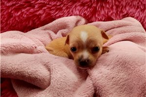 Pippa - Chihuahua for sale