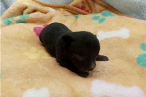 Mateo - Chihuahua for sale