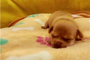 Gerry - Chihuahua for sale