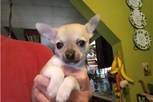 Linus - Chihuahua for sale