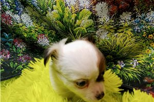 Bennett - Chihuahua for sale