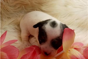 Bonnie - puppy for sale