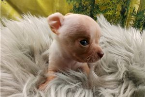 Jared - puppy for sale