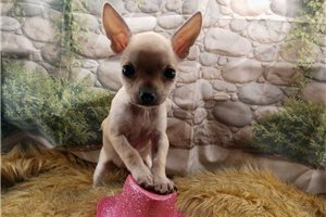 Octavia - Chihuahua for sale