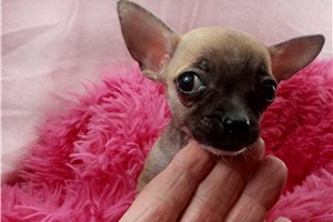 Jules - puppy for sale