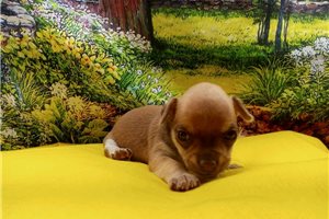 Olive - puppy for sale