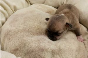 Linus - puppy for sale