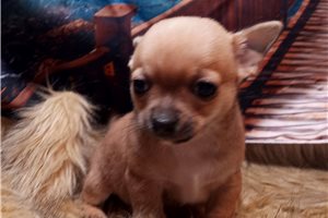 Beau - Chihuahua for sale