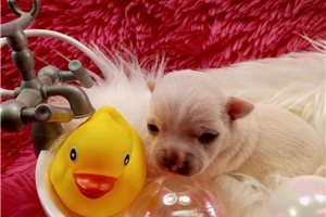 Angelina - puppy for sale