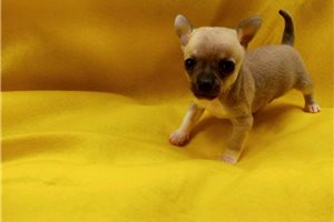 Linus - Chihuahua for sale