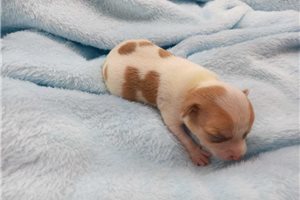 Marvin - Chihuahua for sale