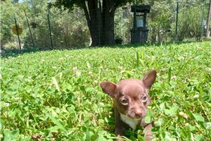Wonka - Chihuahua for sale