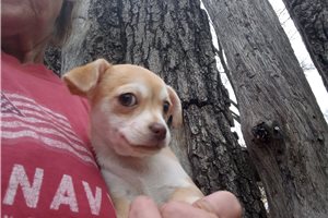 Natalie - Chihuahua for sale