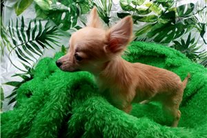 Issac - Chihuahua for sale