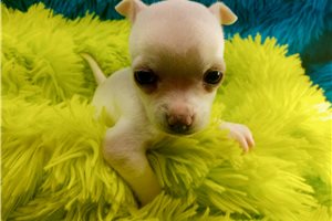 Bradford - Chihuahua for sale