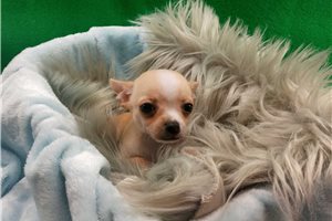 Patrick - Chihuahua for sale