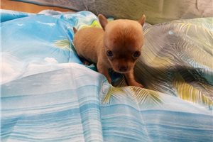 David - puppy for sale