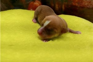 Stirling - Chihuahua for sale