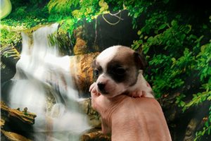 Lucky - Chihuahua for sale