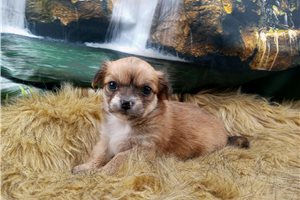 Nevaeh - Chihuahua for sale
