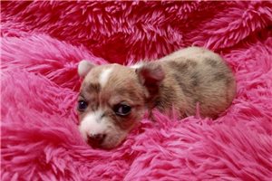 Teresa - Chihuahua for sale