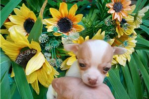 Marvin - Chihuahua for sale