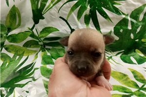 Linus - Chihuahua for sale